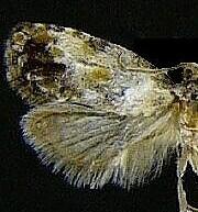 Cochylini n. sp.