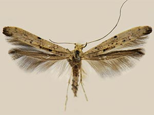 Caloptilia alnivorella