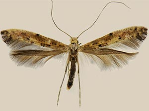 Caloptilia alnivorella