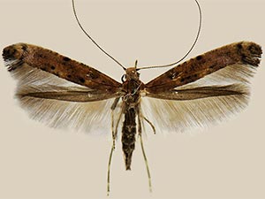 Caloptilia alnivorella