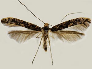 Caloptilia alnivorella