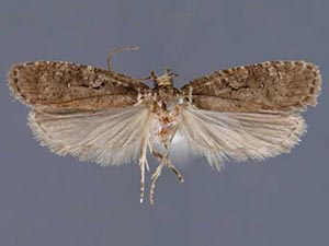 Agonopterix gelidella