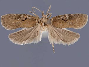 Agonopterix hyperella