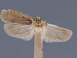 Agonopterix nigrinotella