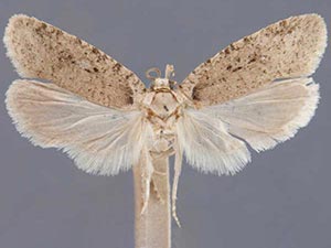 Agonopterix costimacula