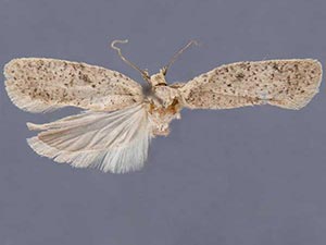 Agonopterix dammersi