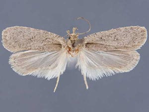 Agonopterix cajonensis