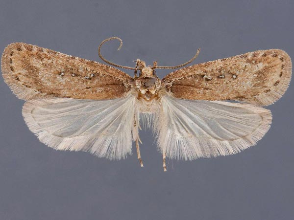 Agonopterix rosaciliella