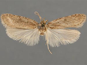 Agonopterix rosaciliella