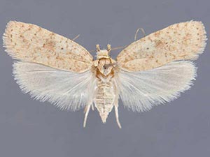 Agonopterix cratia