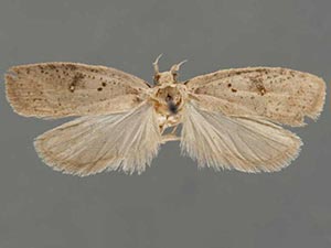 Agonopterix sanguinella