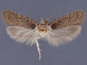 Agonopterix hesphoea