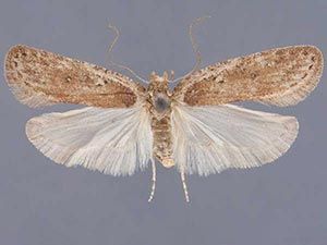 Agonopterix antennariella