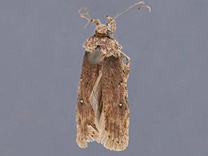 Agonopterix amyrisella