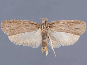 Apachea barberella