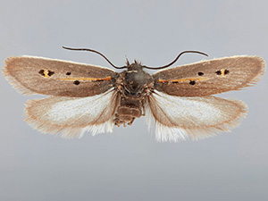 Ethmia umbrimarginella