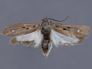 Ethmia coquillettella