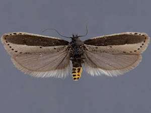 Ethmia monachella