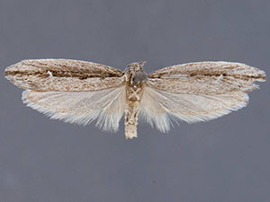 Ethmia geranella