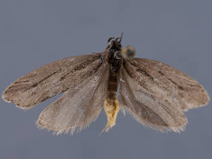 Ethmia caliginosella