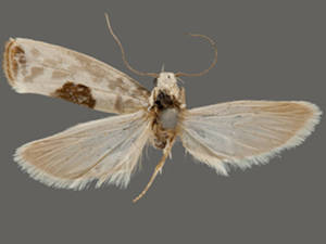 Ethmia submissa