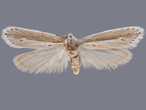 Ethmia albicostella