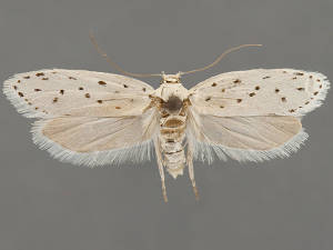 Ethmia prattiella