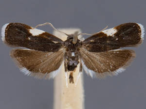 Menesta melanella