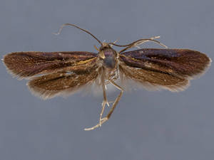 Mathildana flipria