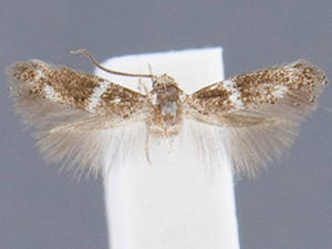 Elachista aerinella