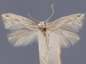 Elachista coniophora