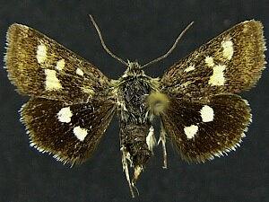 Heliothodes diminutiva