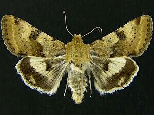 Heliothis phloxiphaga