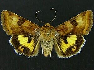 Heliothis australis