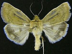 Heliocheilus paradoxus