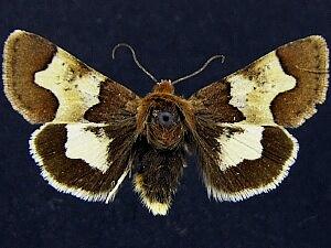 Heliothis proruptus