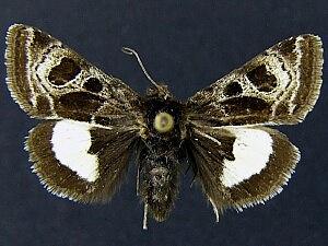 Heliothis belladonna