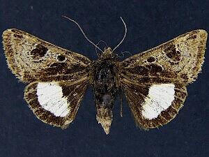 Heliothis belladonna