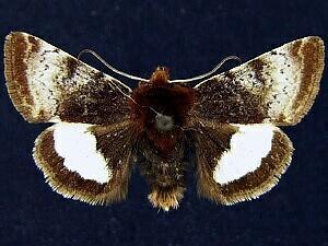 Heliothis borealis