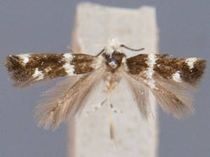 Elachista albicapitella