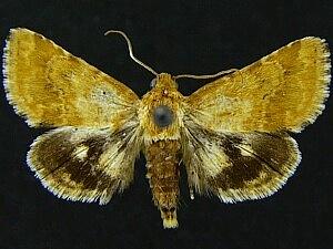 Schinia sordidus