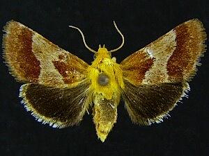 Schinia varix