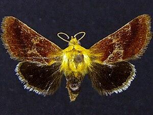 Schinia varix