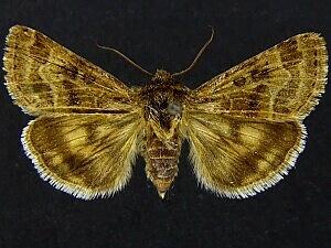 Schinia angulilinea