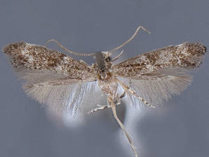 Elachista bregorella