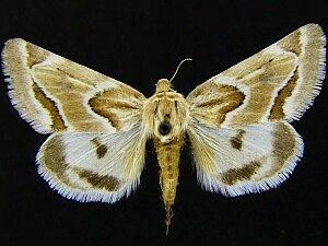 Schinia acutilinea