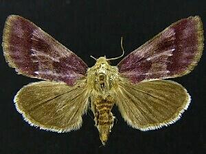 Schinia carmosina