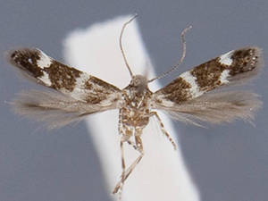 Elachista nienorella