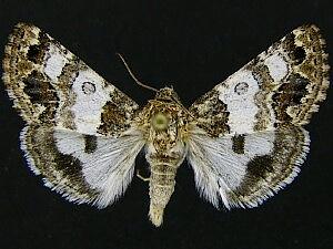 Schinia albafascia