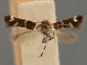 Elachista radiantella